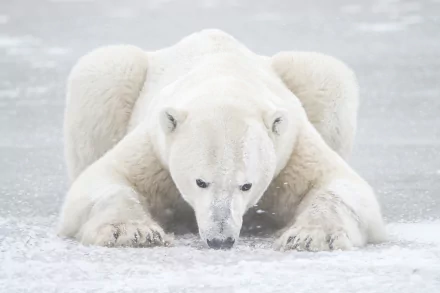 HD desktop wallpaper featuring a striking close-up of a polar bear lying down on snowy ground, showcasing its powerful build and white fur in a serene, icy landscape.