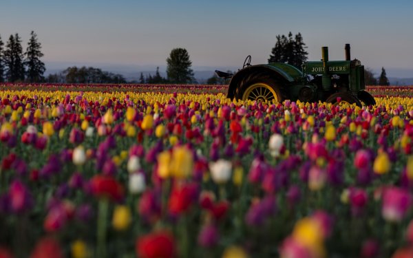 Earth Tulip Flowers Flower Tractor Colorful Field John Deere HD Wallpaper | Background Image