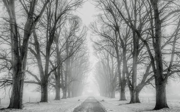 Earth Winter Road Tree-Lined Snow Black & White HD Wallpaper | Background Image