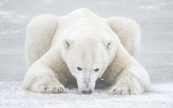 Animal Polar Bear Bears HD Wallpaper | Background Image