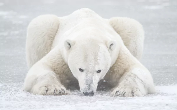 Animal polar bear HD Desktop Wallpaper | Background Image