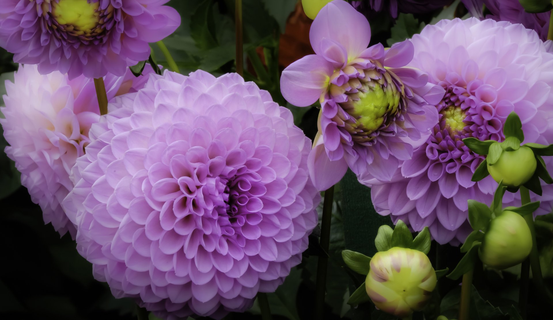 Download Purple Flower Flower Nature Dahlia HD Wallpaper