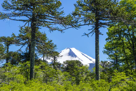 tree nature mountain Andes Andes Mountains HD Desktop Wallpaper | Background Image