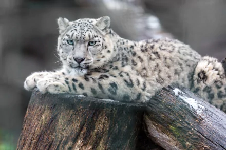 A snow leopard with piercing blue eyes rests on a rock, captured in stunning 4K Ultra HD, creating a striking PC desktop wallpaper and background.