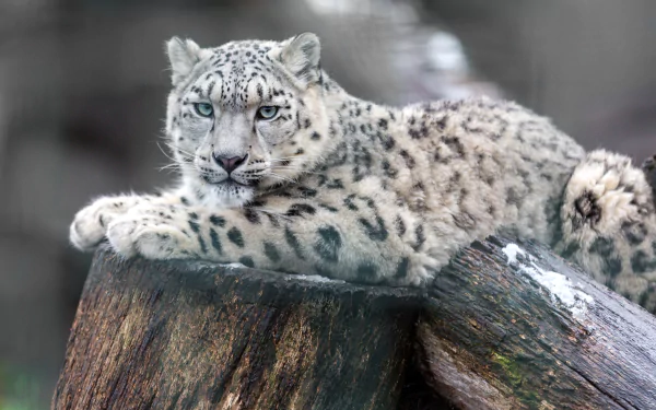 A snow leopard with piercing blue eyes rests on a rock, captured in stunning 4K Ultra HD, creating a striking PC desktop wallpaper and background.