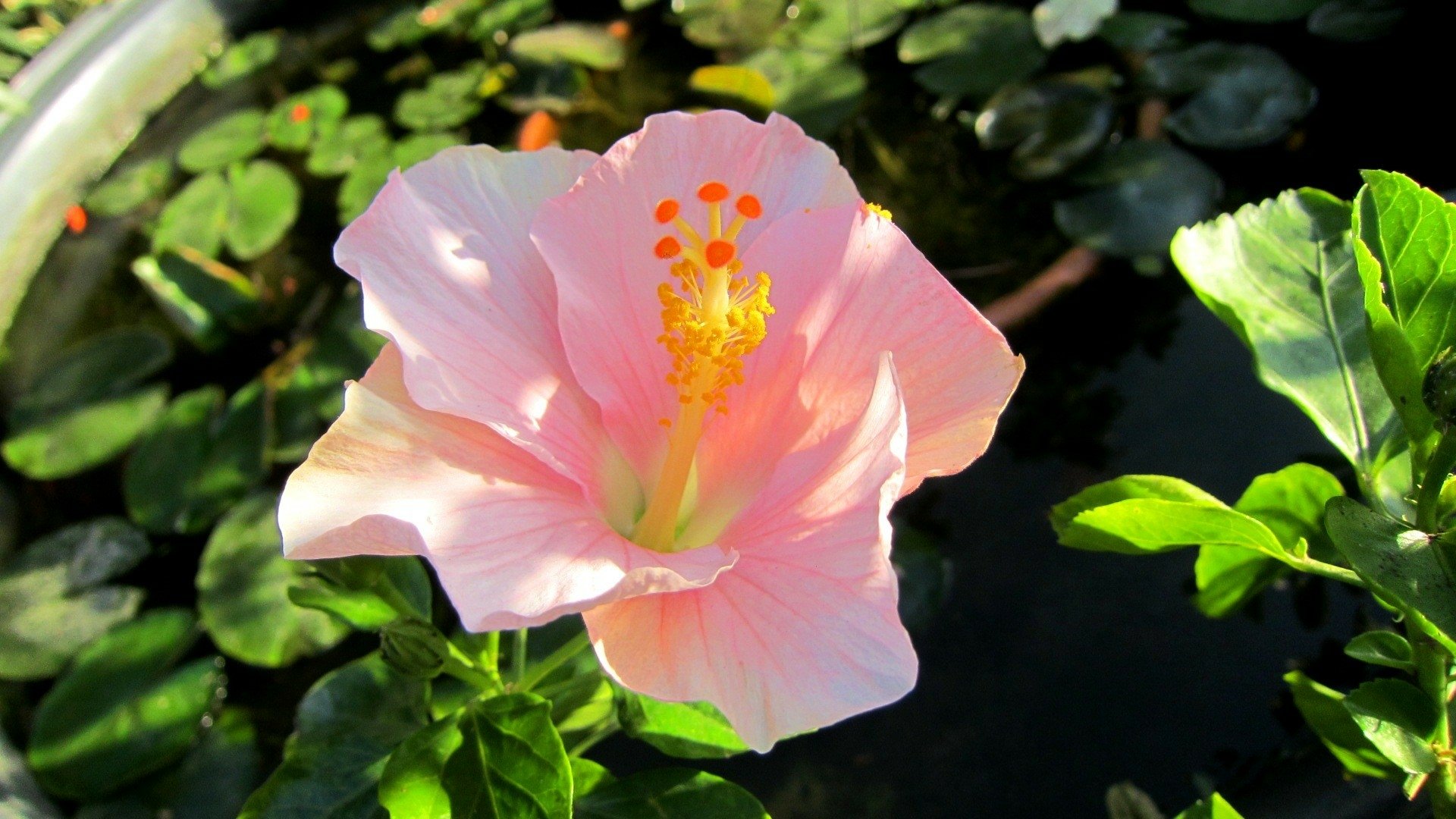 Download Pink Flower Flower Nature Hibiscus HD Wallpaper