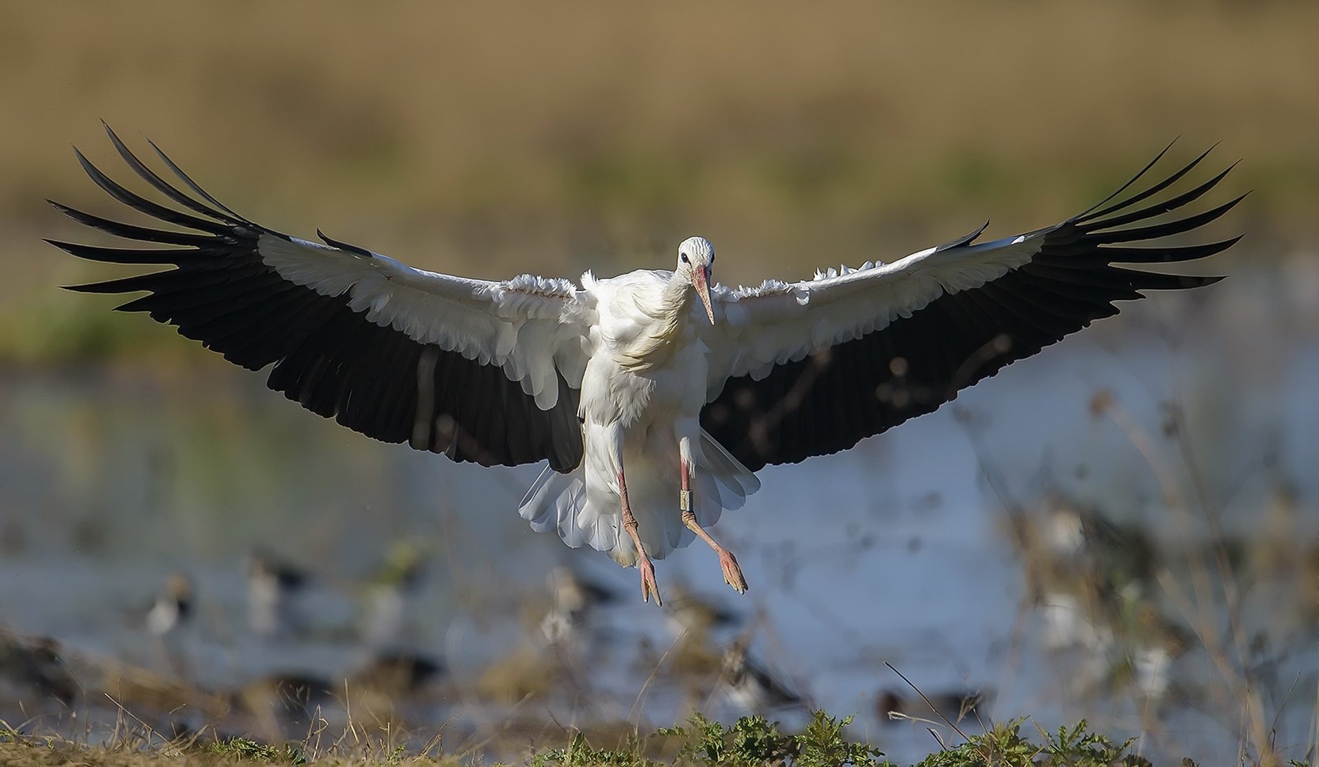 A white stork with wings fully spread flies low over a wetland, captured in vibrant detail for an HD PC desktop wallpaper featuring this striking bird.