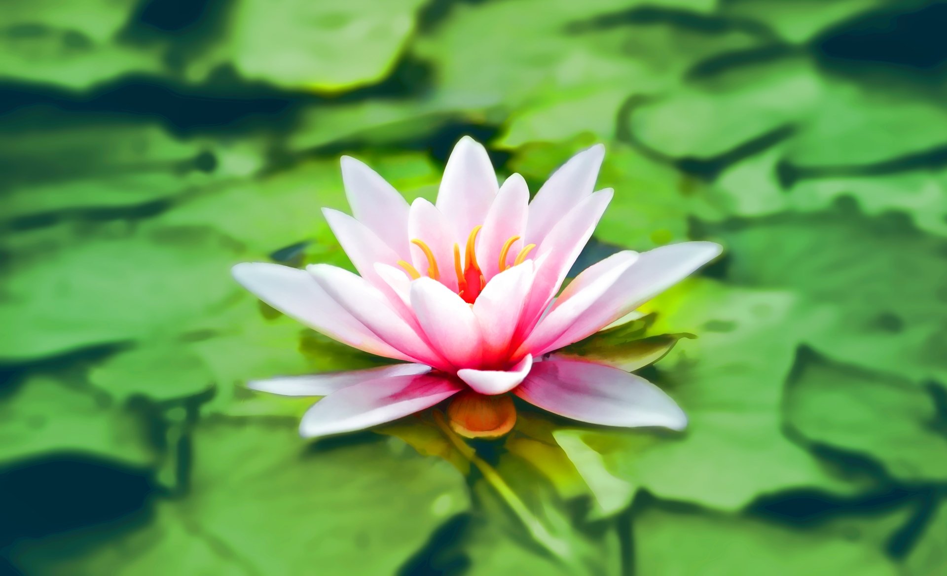 A vibrant pink water lily blooming on green lily pads in water, captured in 4K Ultra HD for a crisp, natural desktop wallpaper background.