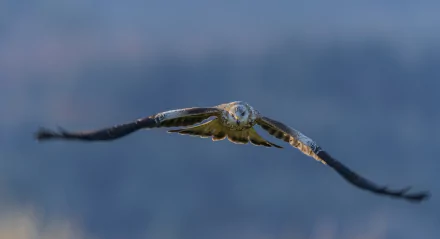 bird of prey bird Animal kite HD Desktop Wallpaper | Background Image
