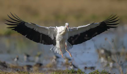 A white stork with wings fully spread flies low over a wetland, captured in vibrant detail for an HD PC desktop wallpaper featuring this striking bird.