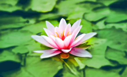 A vibrant pink water lily blooming on green lily pads in water, captured in 4K Ultra HD for a crisp, natural desktop wallpaper background.