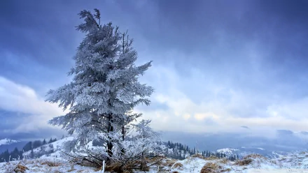  Solitary Winter Tree