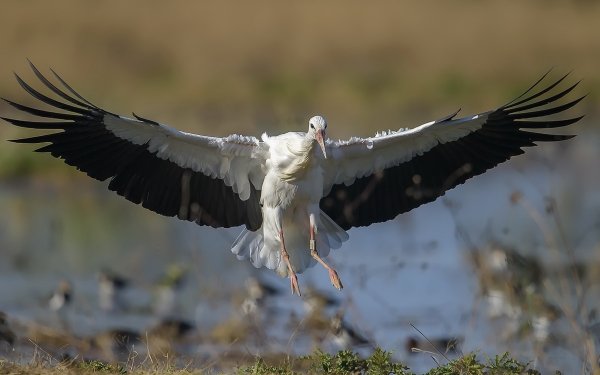 Animal White stork Birds Storks Stork Bird Wildlife HD Wallpaper | Background Image