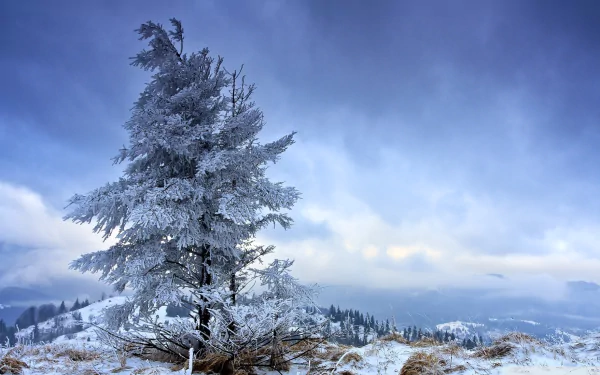  Solitary Winter Tree