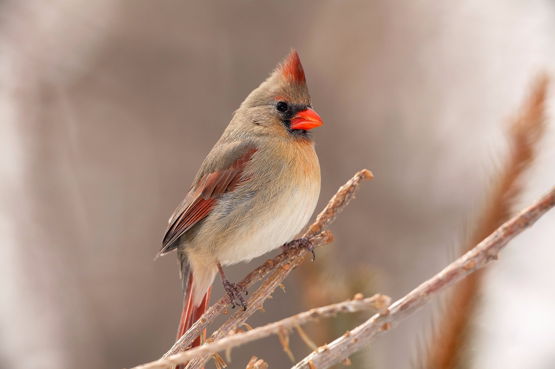 northern cardinal sound on birdclock