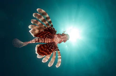 HD PC desktop wallpaper featuring a vibrant lionfish swimming underwater in the ocean, illuminated by sunlight filtering through the sea.