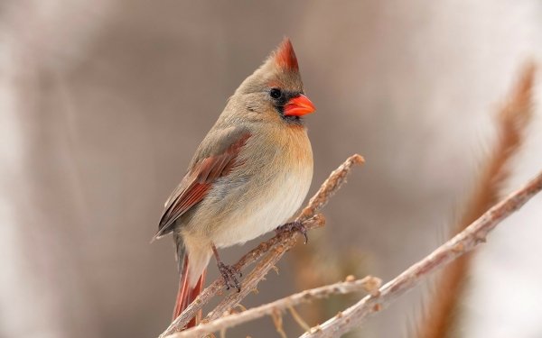 Animal Northern Cardinal Birds Passerines Bird Cardinal Branch HD Wallpaper | Background Image