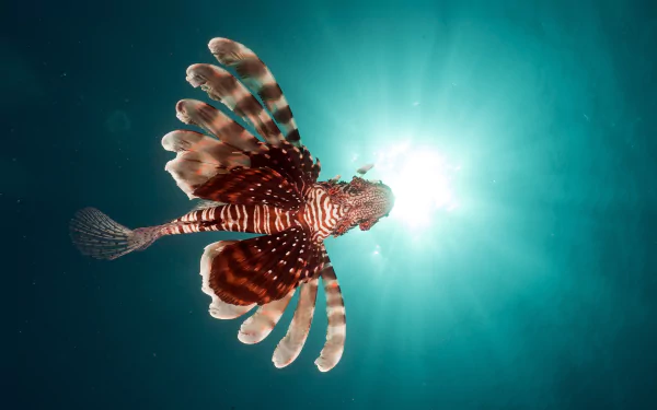 HD PC desktop wallpaper featuring a vibrant lionfish swimming underwater in the ocean, illuminated by sunlight filtering through the sea.