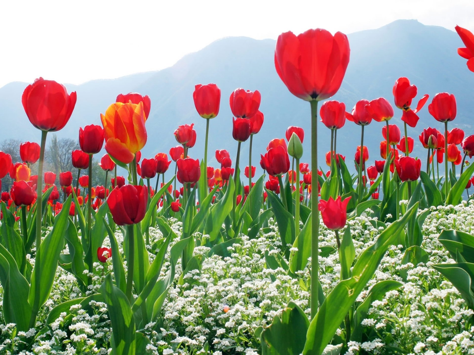 Download Red Flower Field Nature Tulip Flower HD Wallpaper | 2048x1536 ...