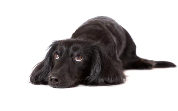 Cute black dachshund dog lying on a white background — 5K Ultra HD PC desktop wallpaper and background.