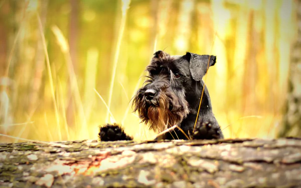 5K Ultra HD PC desktop wallpaper and background: black schnauzer dog (animal) peeking over a log in a sunlit forest.