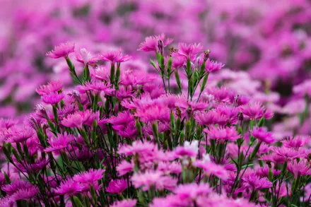 Close-up of vibrant pink carnations in full bloom, with a beautifully blurred natural background, captured in stunning 8K Ultra HD for a vivid PC desktop wallpaper.
