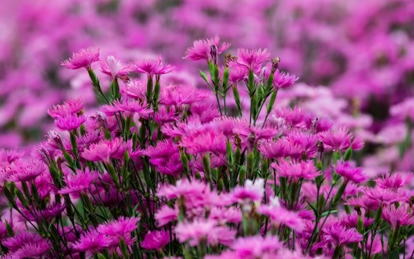 Nature Carnation Flowers Flower Pink Flower Blur HD Wallpaper | Background Image