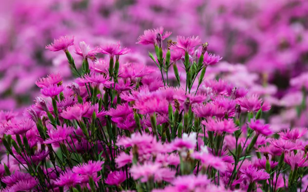 Close-up of vibrant pink carnations in full bloom, with a beautifully blurred natural background, captured in stunning 8K Ultra HD for a vivid PC desktop wallpaper.