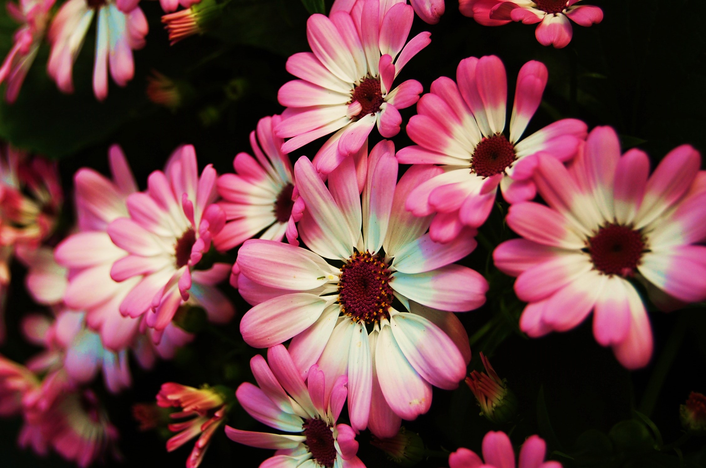 2800+ Pink Flower HD Wallpapers and Backgrounds