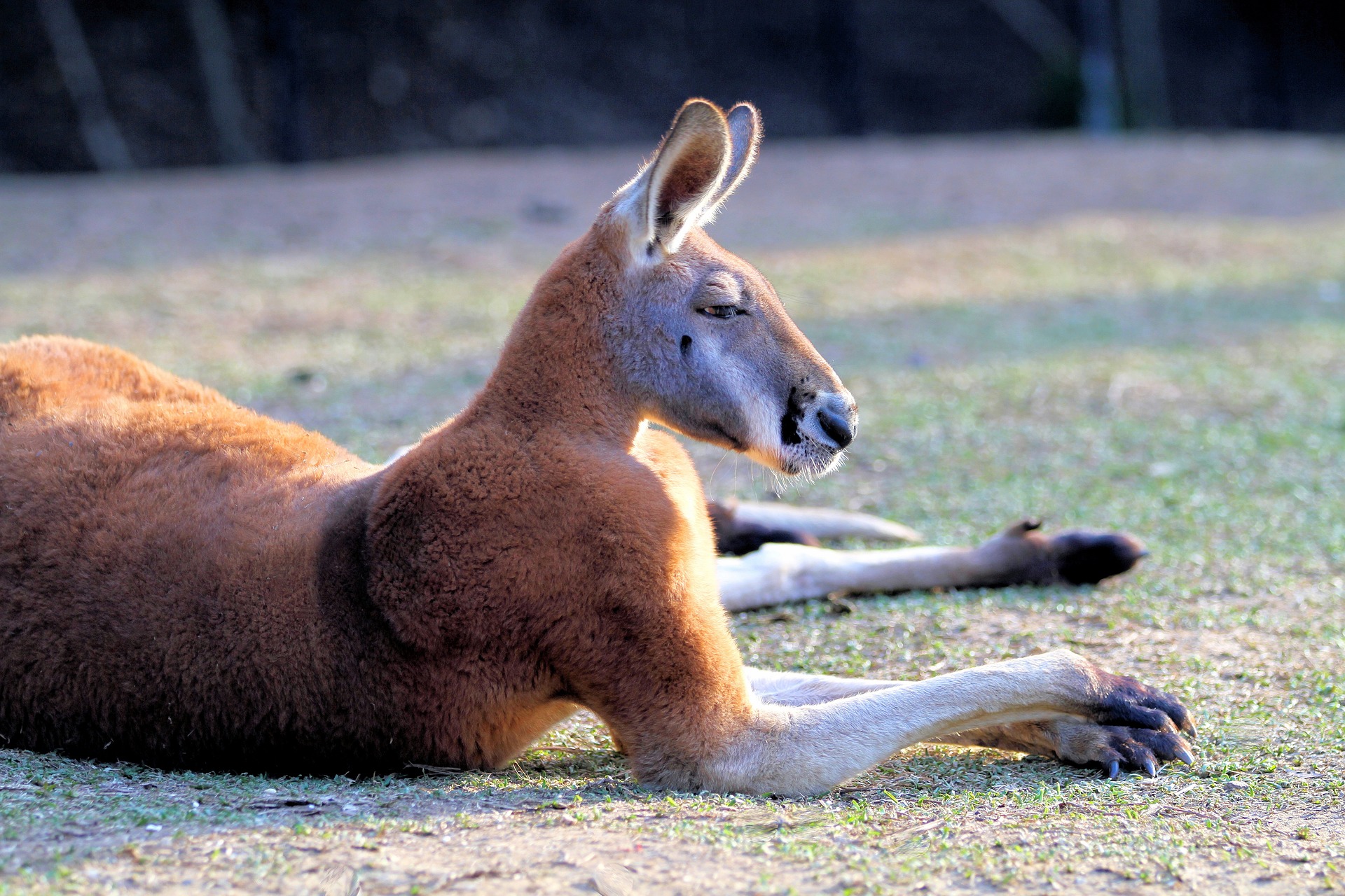 Animal Red Kangaroo HD Wallpaper | Background Image