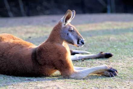 A red kangaroo, an Australian marsupial mammal, is lying down on grass in this HD desktop wallpaper.
