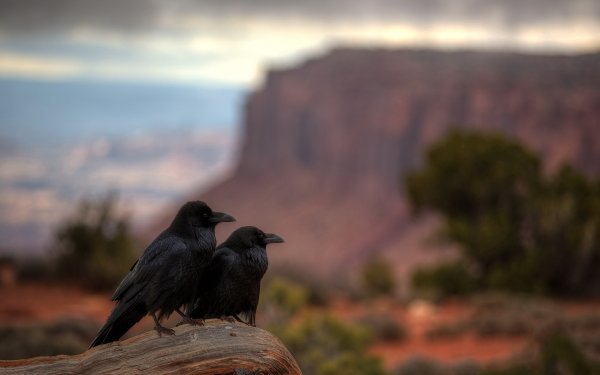 Animal Raven Birds Crows Bird Blur HD Wallpaper | Background Image