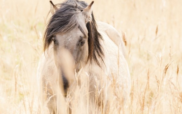 Animal Horse Plant HD Wallpaper | Background Image