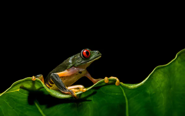 HD desktop wallpaper featuring a vibrant green red-eyed tree frog, an amphibian perched on a leaf against a black background.
