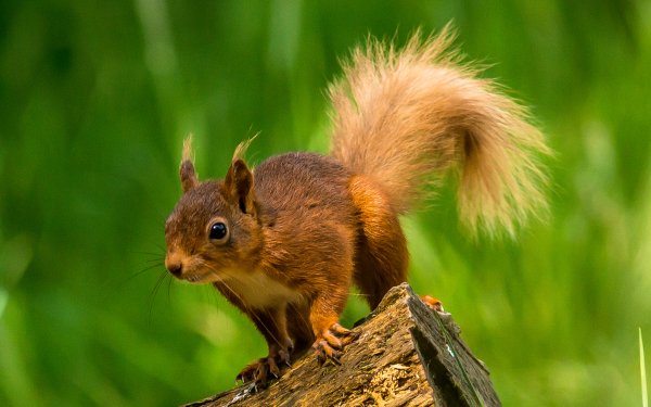 Animal Squirrel Rodent HD Wallpaper | Background Image