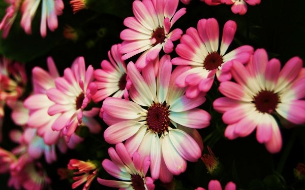 Earth Flower Flowers Pink Flower HD Wallpaper | Background Image