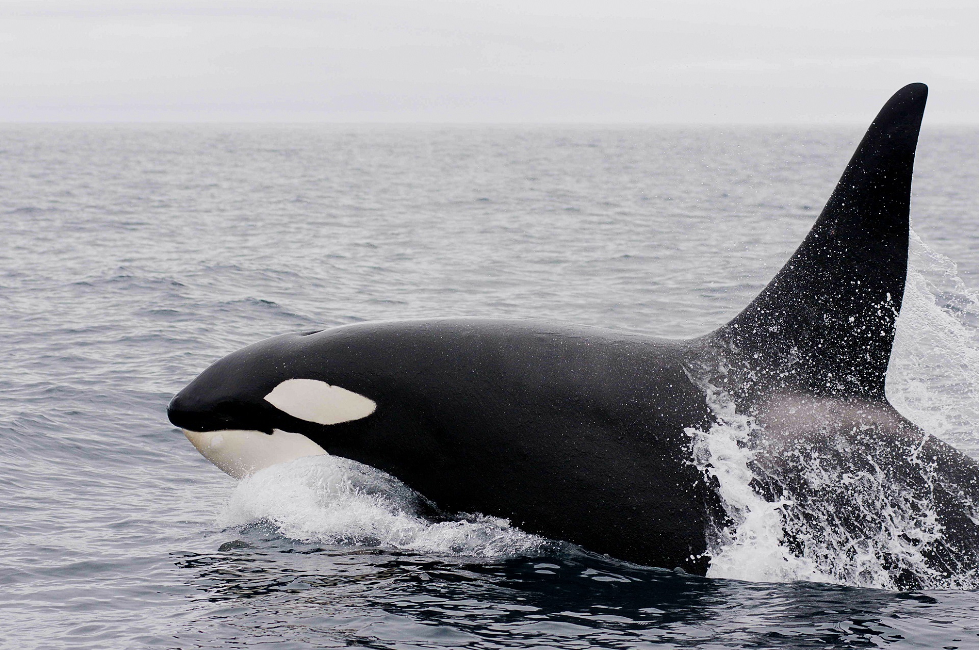 Killer Whale in Alaskan waters by skeeze