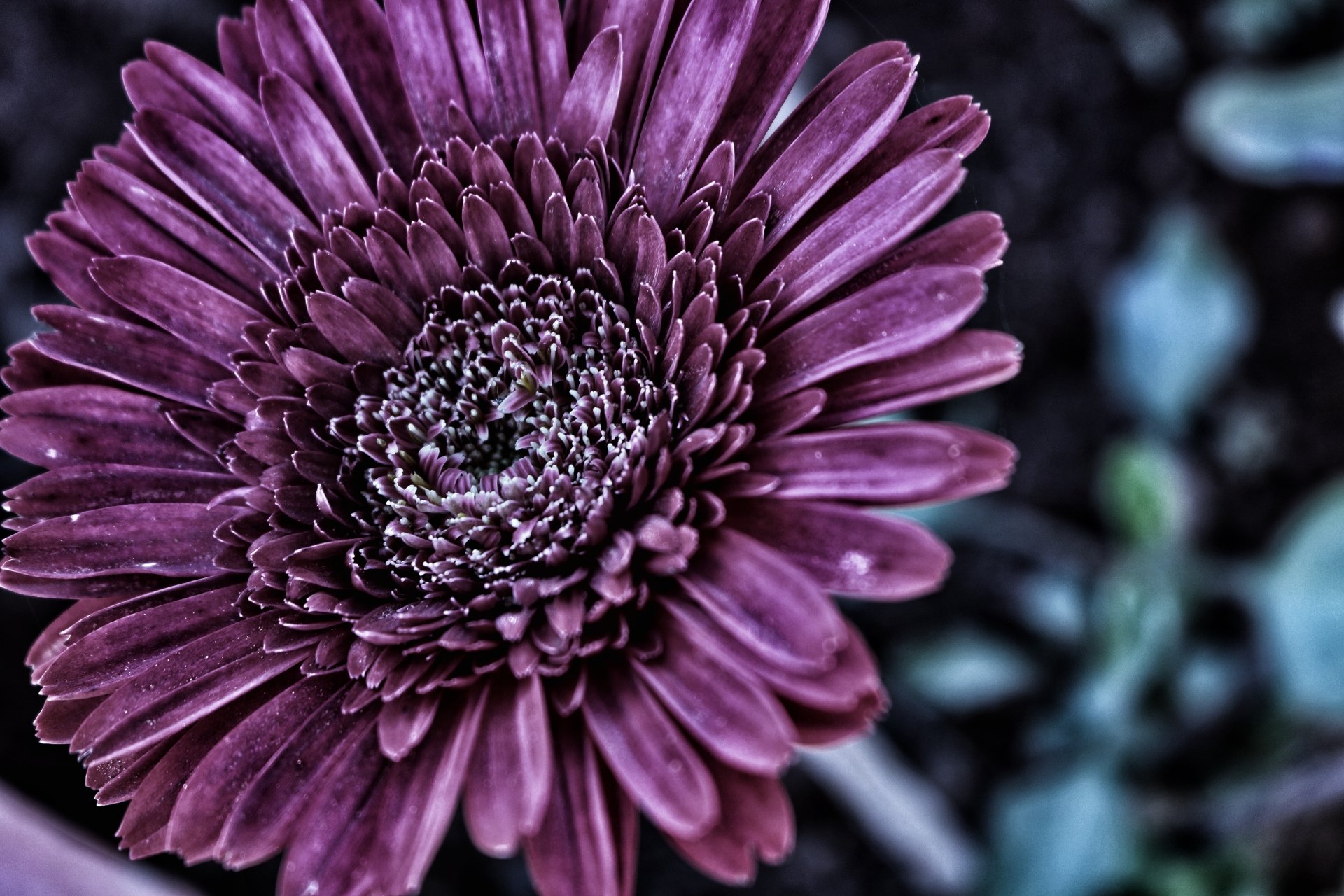 Download Gerbera Purple Flower Close-up Nature Flower 4k Ultra HD Wallpaper