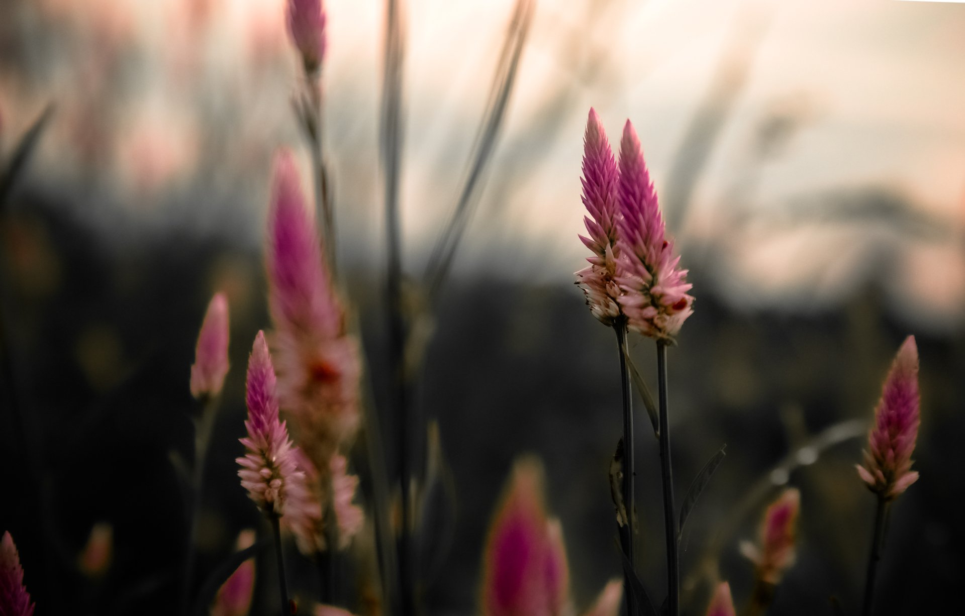 Download Nature Blur Plant 4k Ultra HD Wallpaper | 6480x4137 ...
