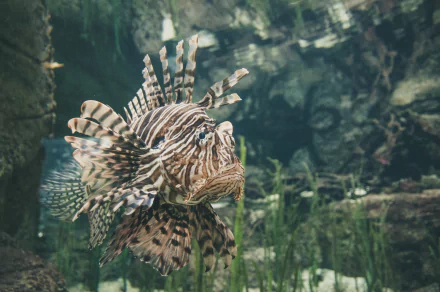 fish Animal lionfish HD Desktop Wallpaper | Background Image
