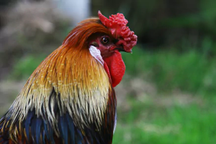 Animal rooster HD Desktop Wallpaper | Background Image
