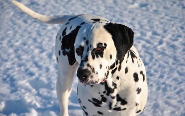 Close-up of a Dalmatian dog wearing a muzzle, standing on snowy ground, captured in 4K Ultra HD quality for a PC desktop background.