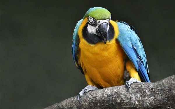 Animal Blue-and-yellow Macaw Birds Parrots Macaw Bird HD Wallpaper | Background Image