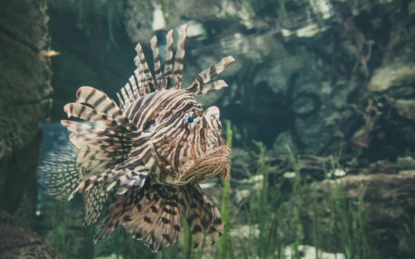 fish Animal lionfish HD Desktop Wallpaper | Background Image