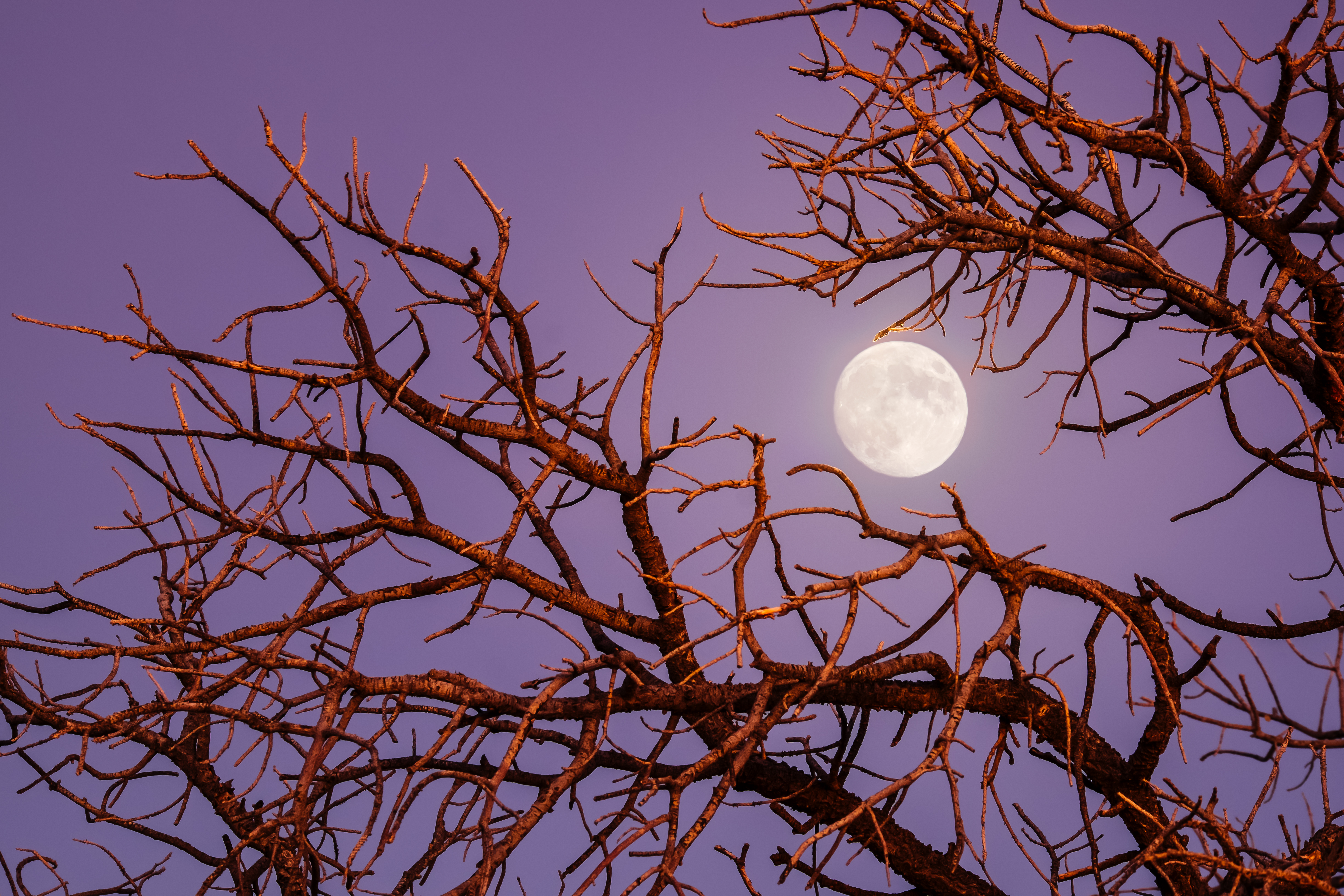 Twilight Moon by Robbie Shade