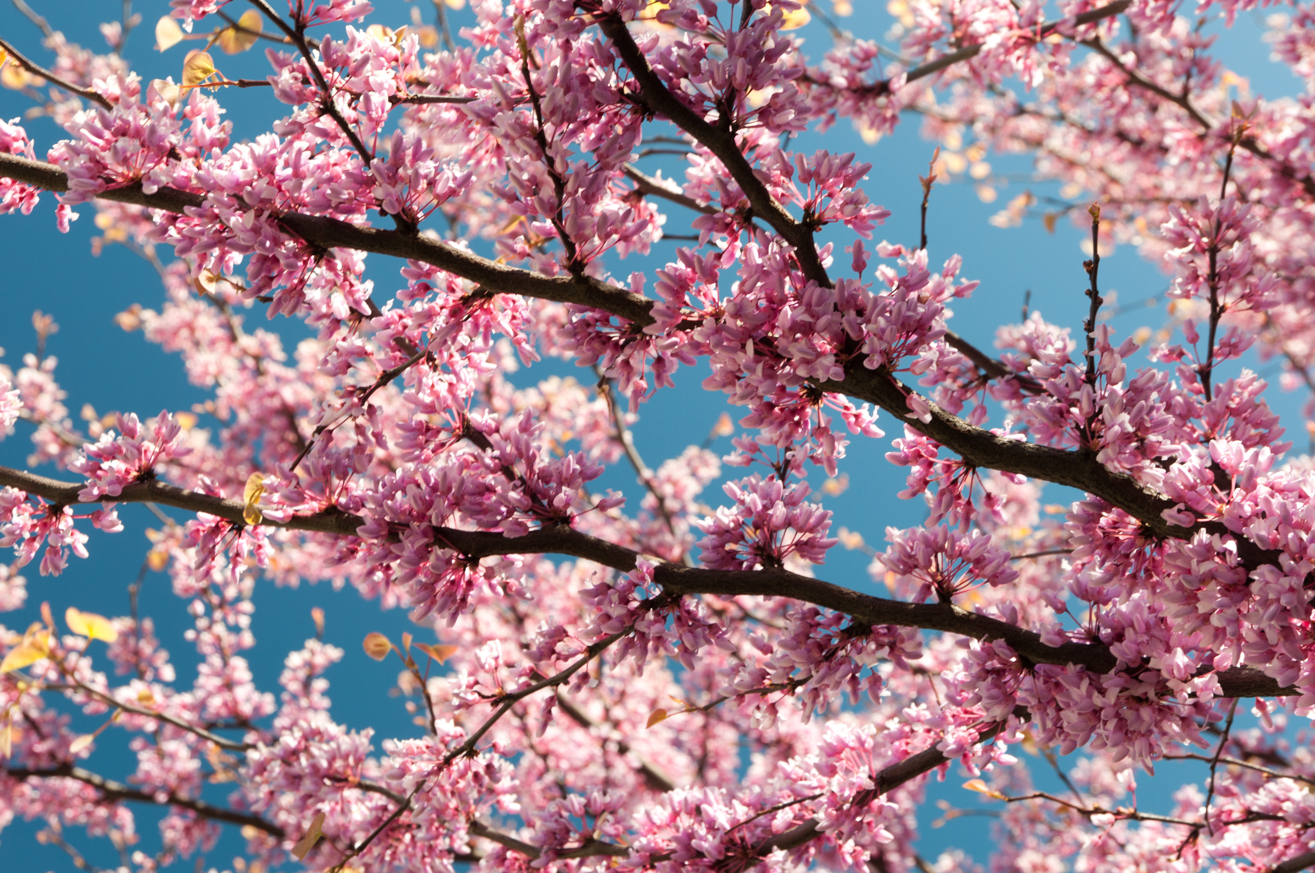 Pink Blossom Branches 4k Ultra HD Wallpaper | Background Image