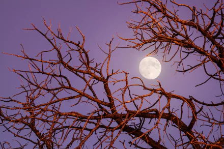  Twilight Moon by Robbie Shade