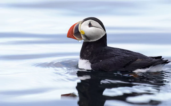 A puffin floats on calm water, its vivid beak and black-and-white feathers mirrored in the smooth surface, captured in stunning 4K Ultra HD detail.