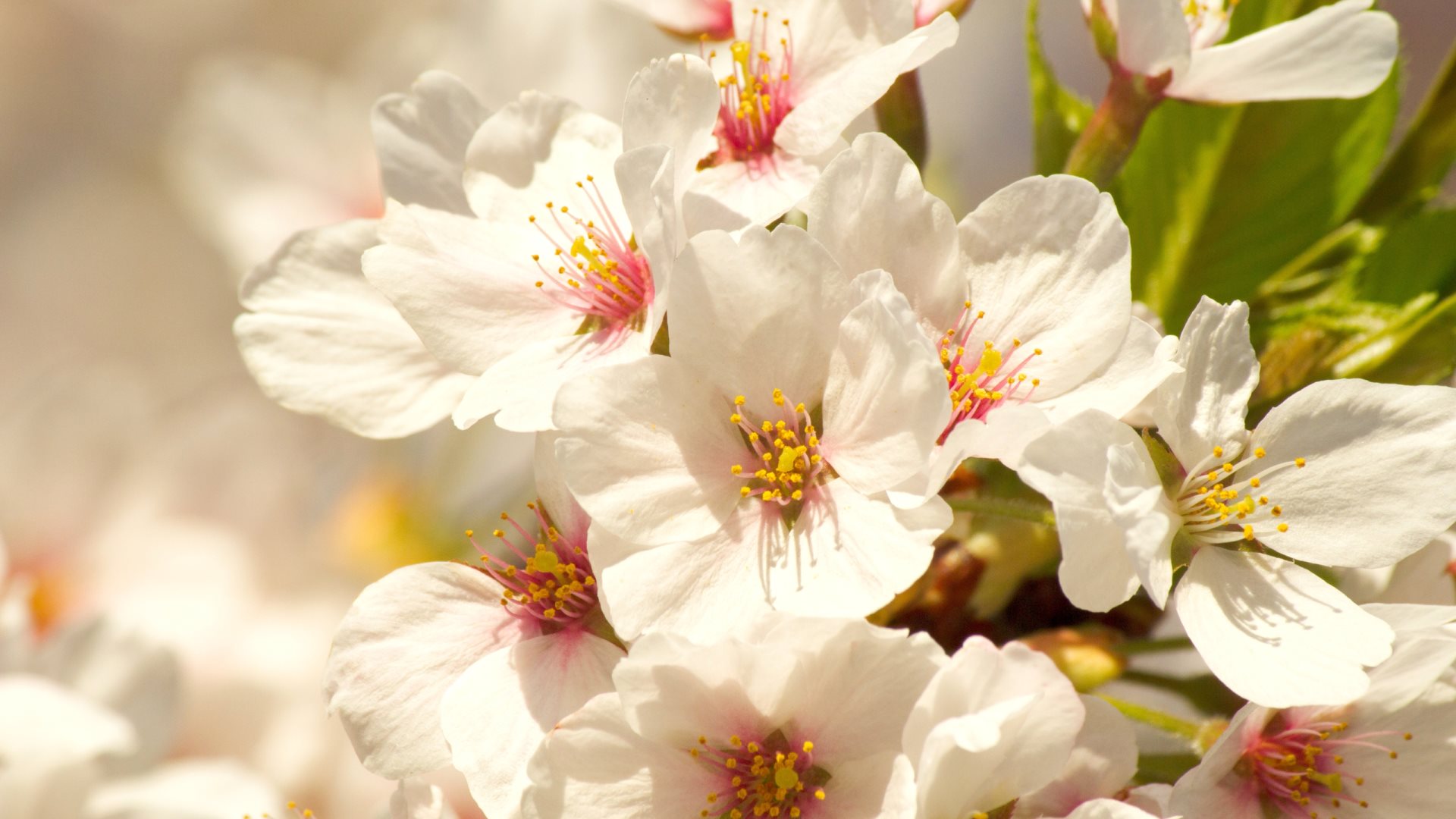 White Blossoms by John O'Sullivan