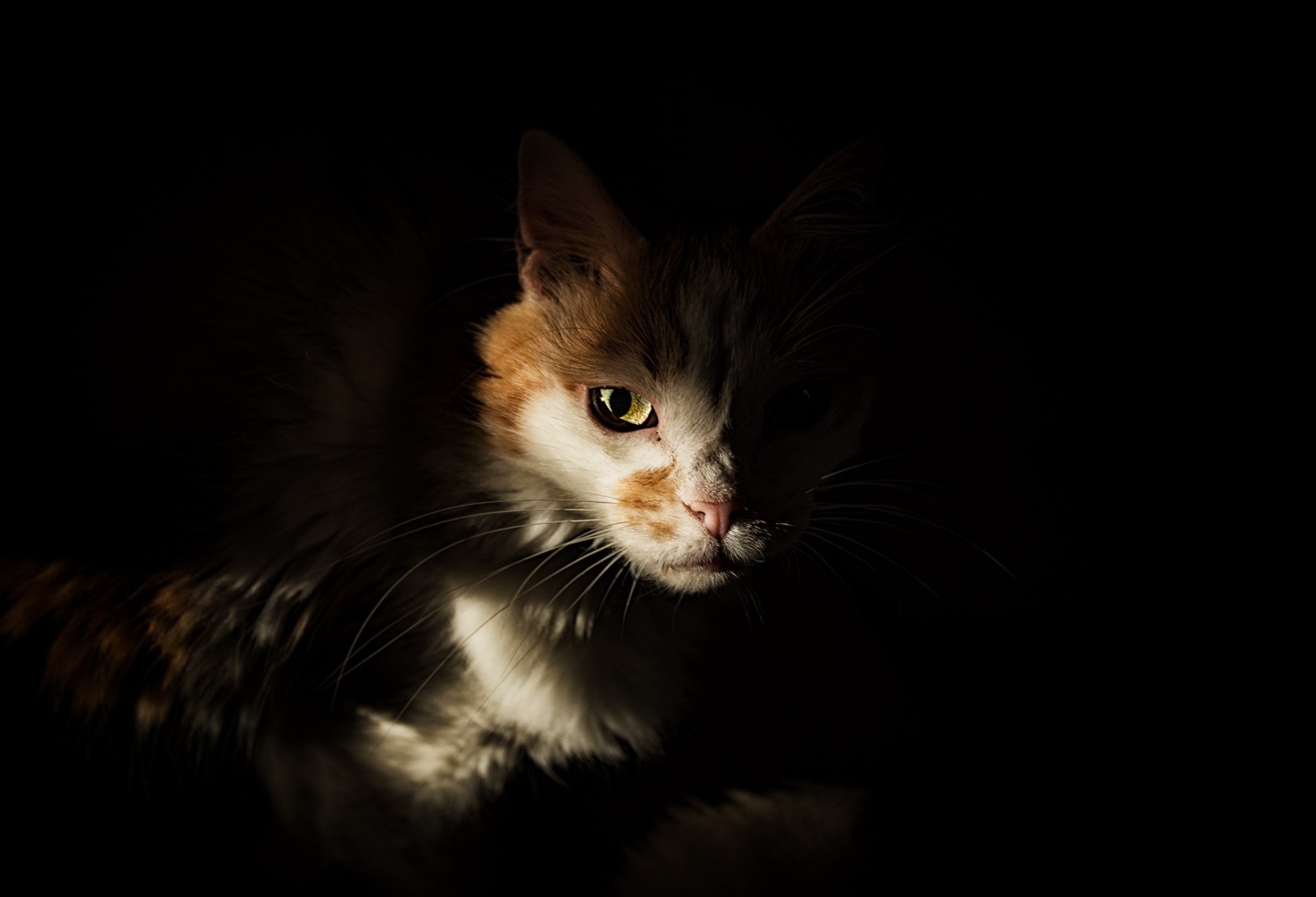 Download Stare Animal Cat HD Wallpaper